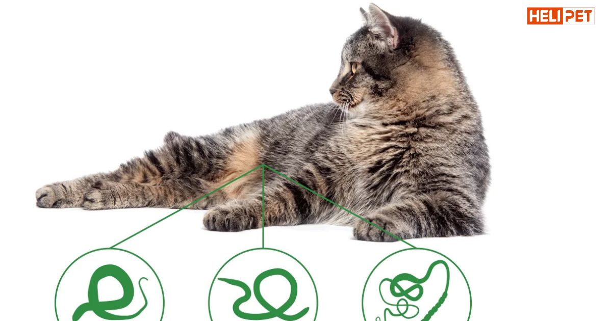 Cách tẩy giun cho mèo