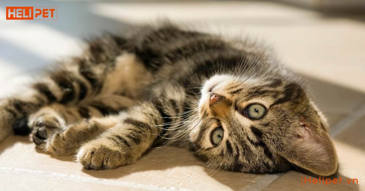 cách thông tiểu cho mèo tại nhà