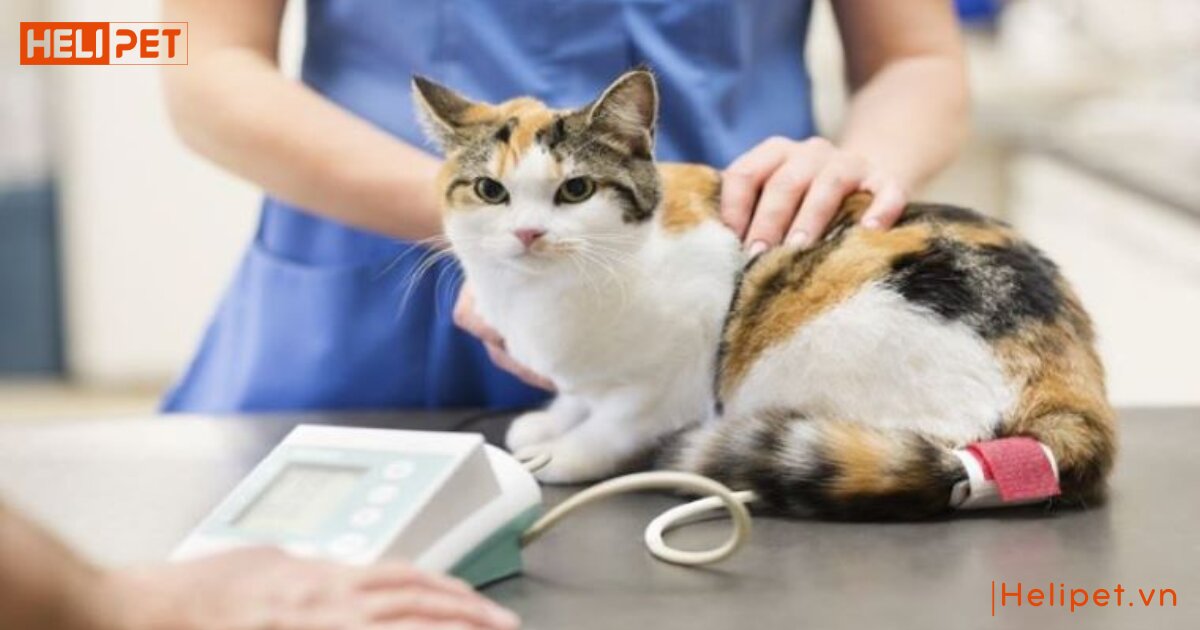 cách thông tiểu cho mèo tại nhà