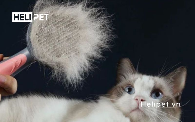 cách trị rụng lông mèo