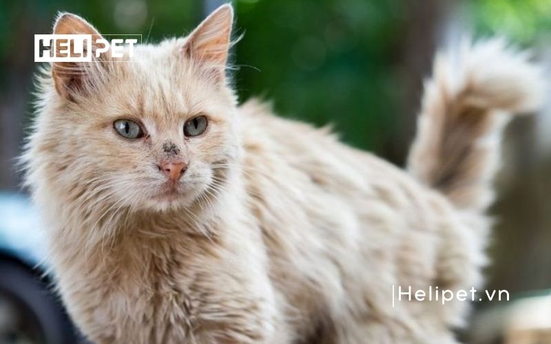 cách trị rụng lông mèo
