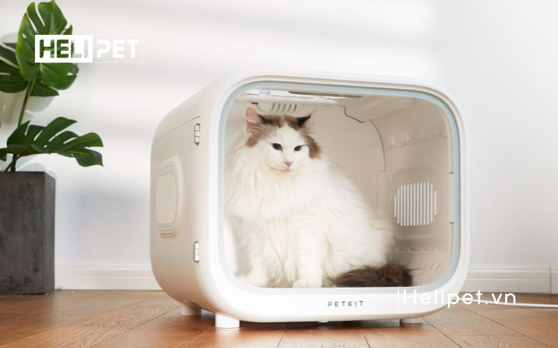 cách trị rụng lông mèo