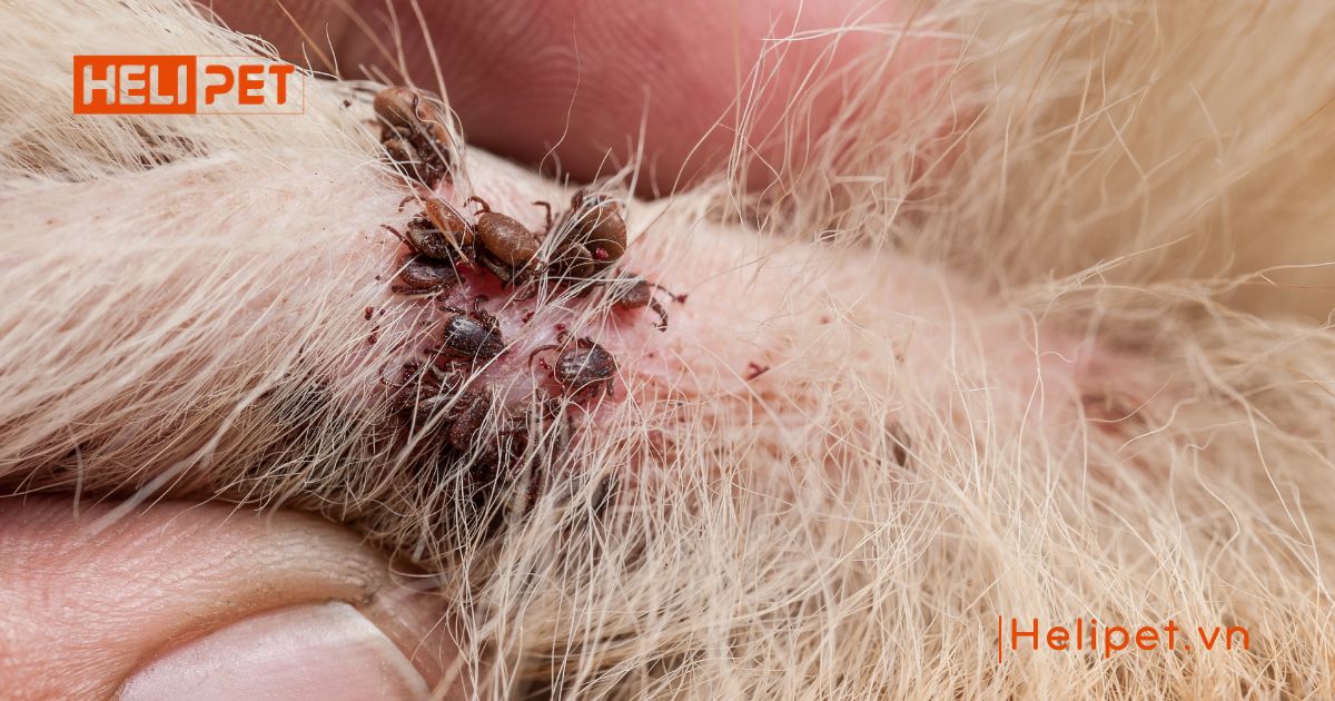 cách trị ve rận chó