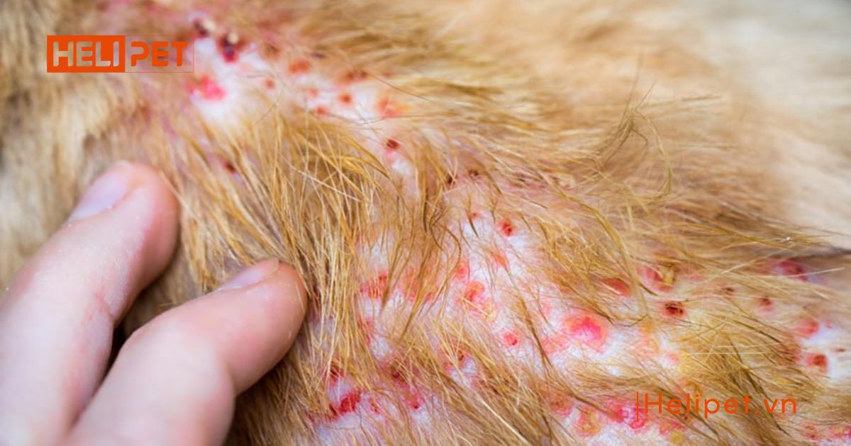 cách trị ve rận chó