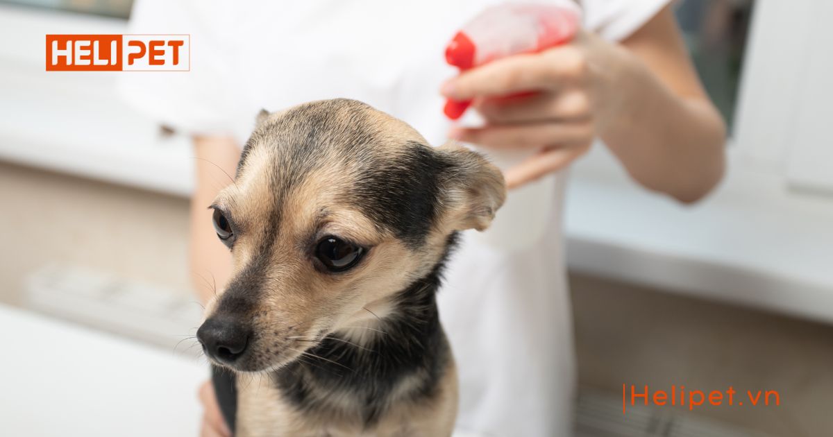 cách trị ve rận chó