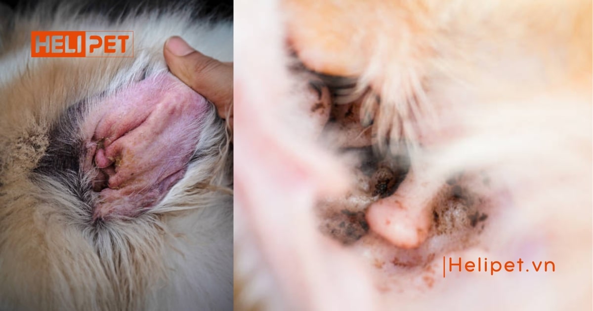 Cách trị viêm tai cho mèo