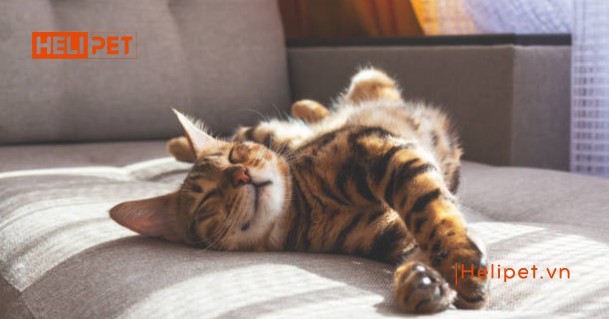 Cách trị viêm tai cho mèo