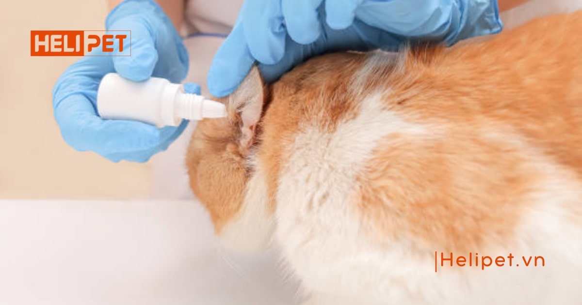 Cách trị viêm tai cho mèo