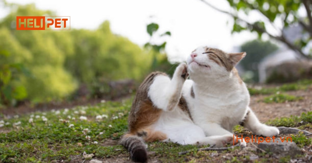 Cách trị viêm tai cho mèo