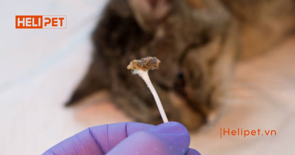 Cách trị viêm tai cho mèo