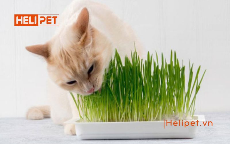 cách trồng cỏ mèo tại nhà