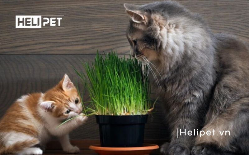 cách trồng cỏ mèo tại nhà