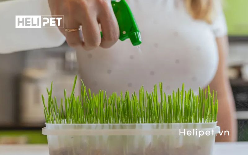 cách trồng cỏ mèo tại nhà