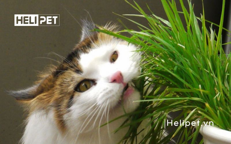 cách trồng cỏ mèo tại nhà