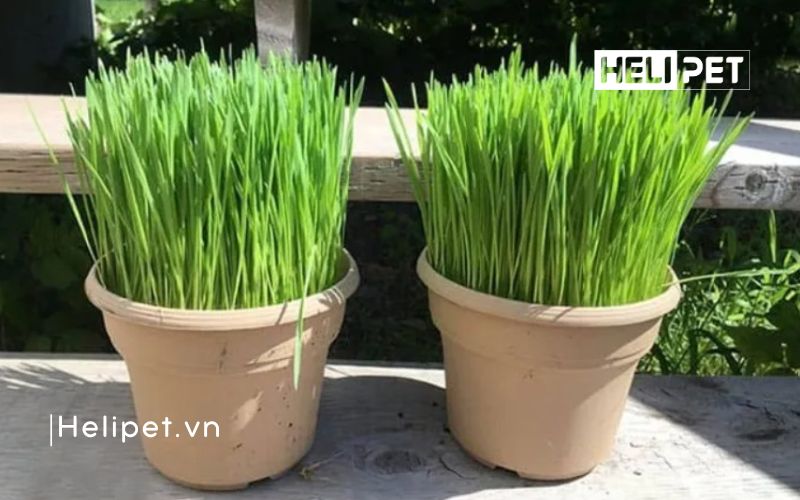 cách trồng cỏ mèo tại nhà