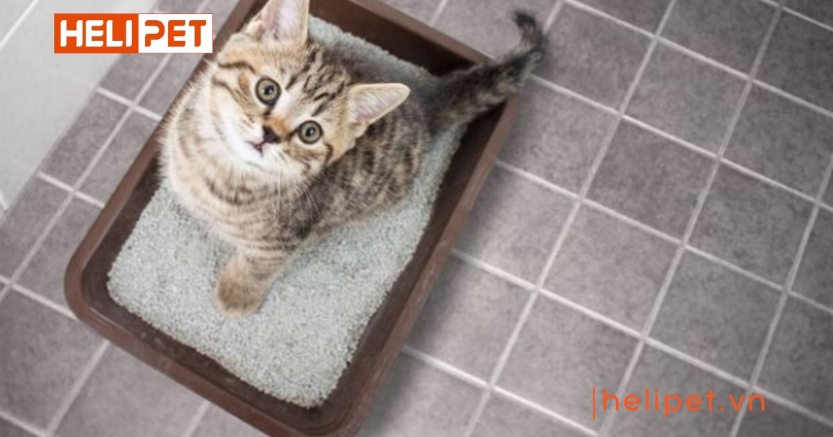 cách xử lý cát mèo