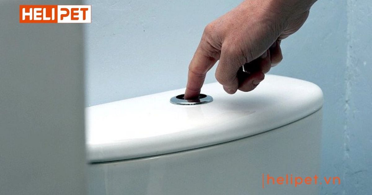 cách xử lý cát mèo