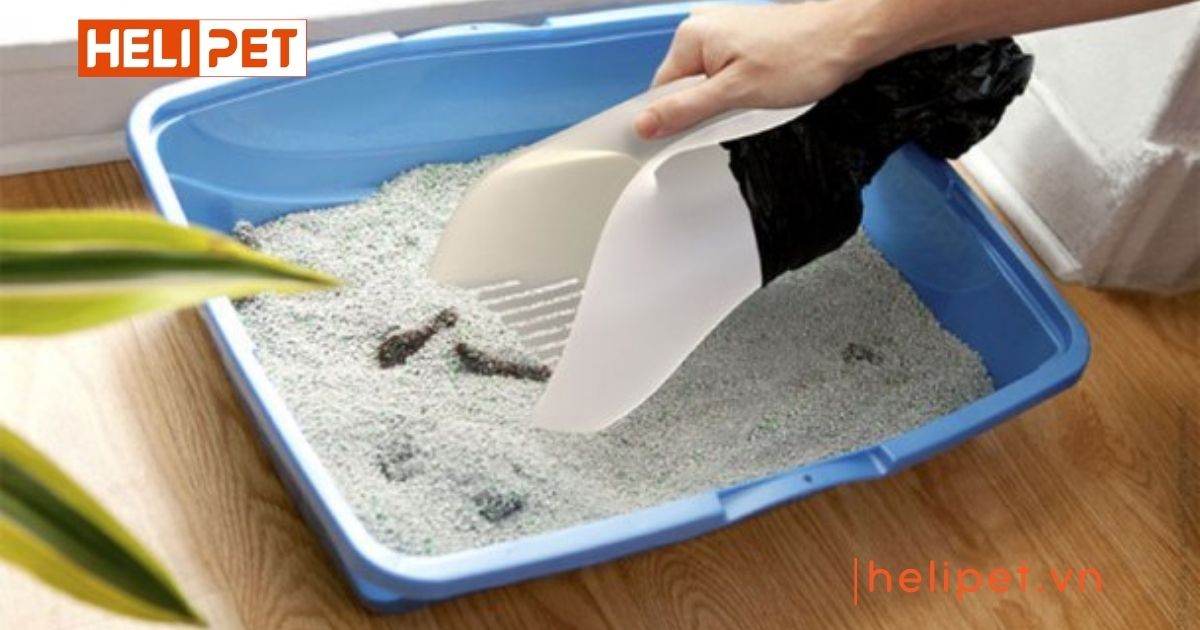 cách xử lý cát mèo
