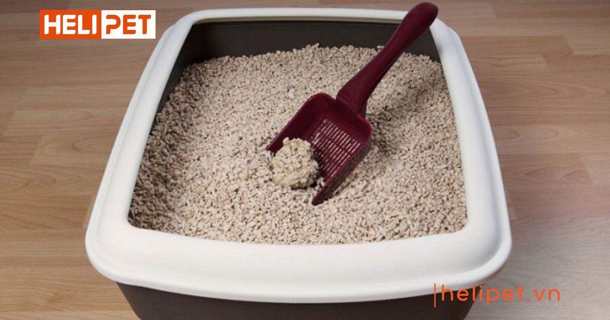 cách xử lý cát mèo