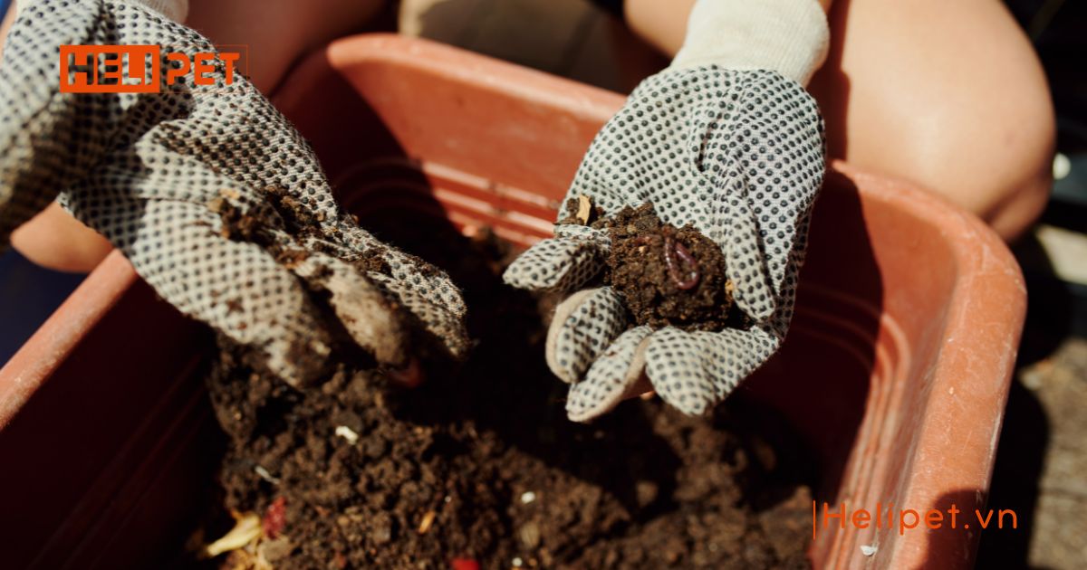 cát mèo có bón cây được không