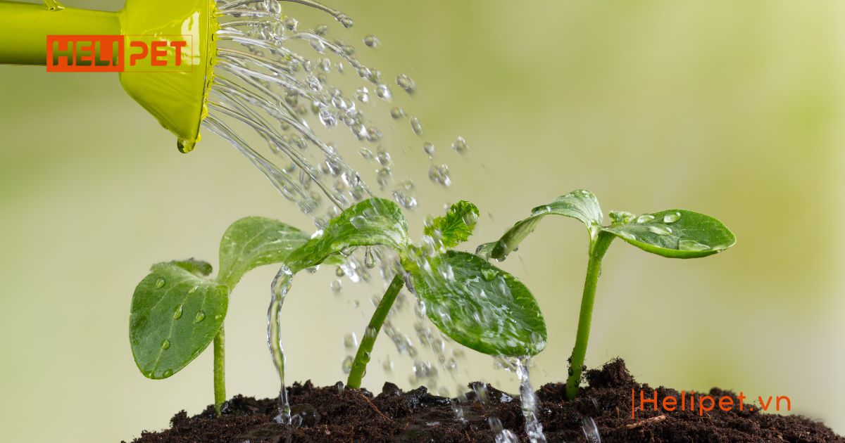 cát mèo có bón cây được không