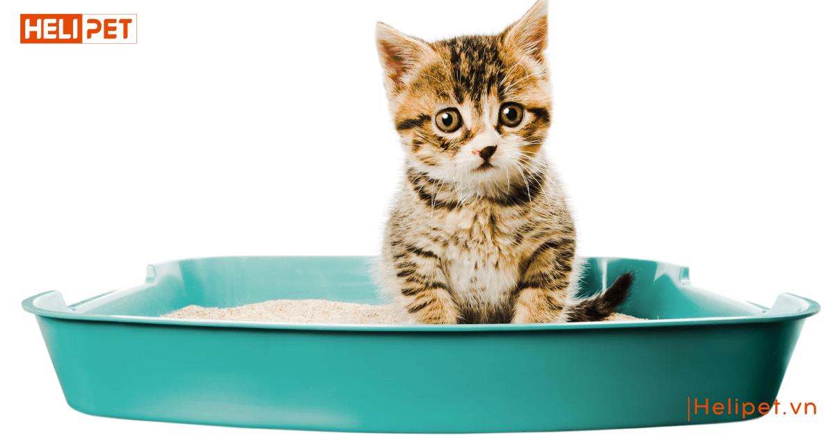 cát mèo không bụi