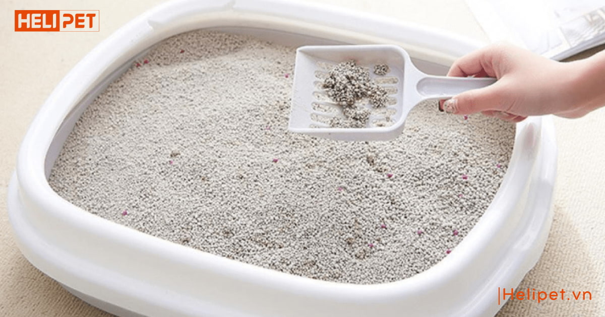 cát mèo không bụi