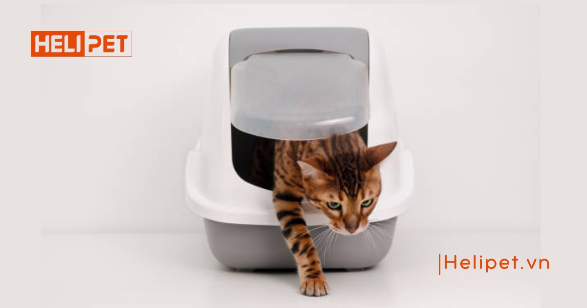 hộp cát có nắp đậy