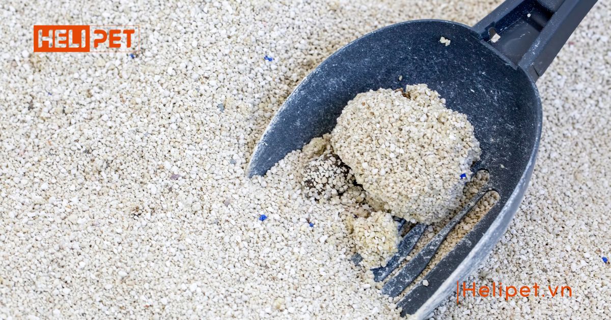 cát mèo loại nào tốt