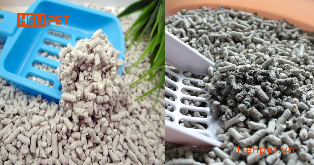 cát mèo loại nào tốt