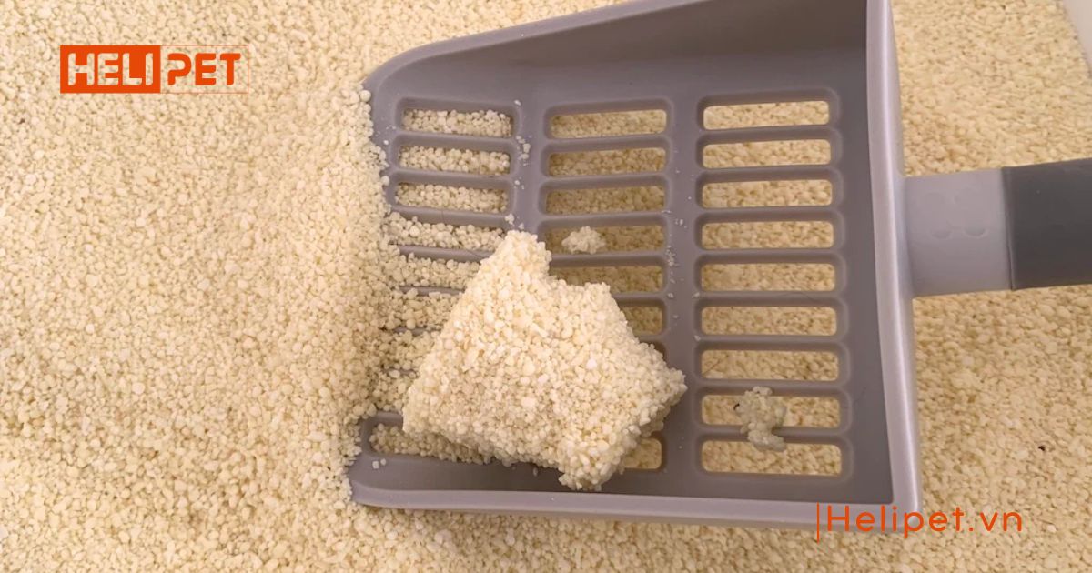 cát mèo loại nào tốt