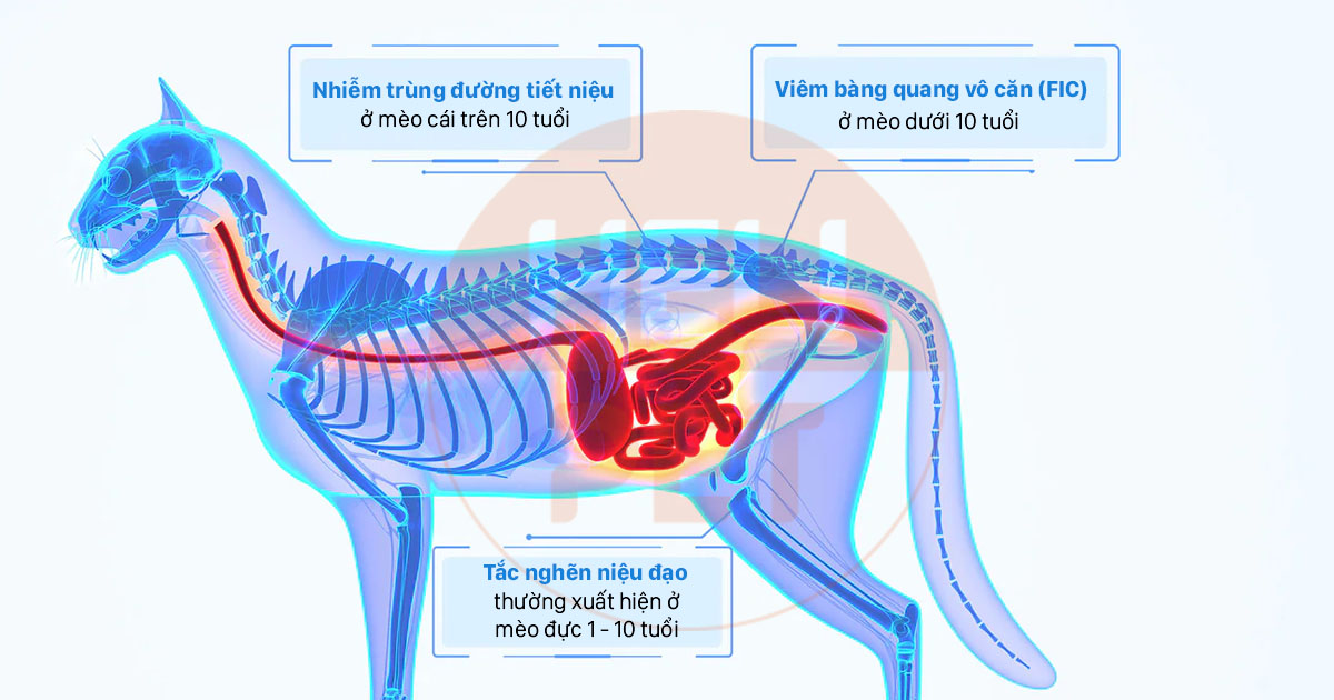 Cát phát hiện máu Petkit Occult Blood Test Mixed Cat Litter