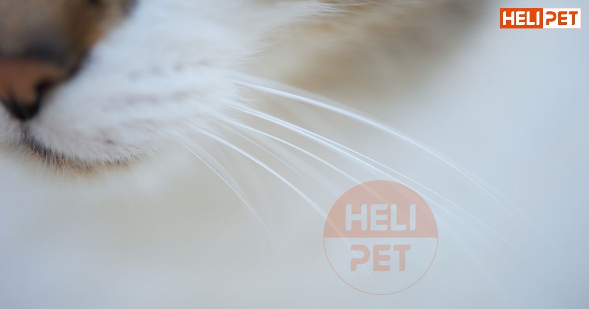 Lỡ tay cắt râu mèo có sao không