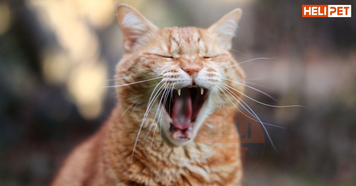 Lỡ tay cắt râu mèo có sao không