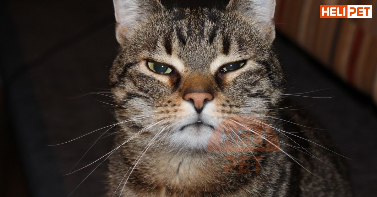 Lỡ tay cắt râu mèo có sao không