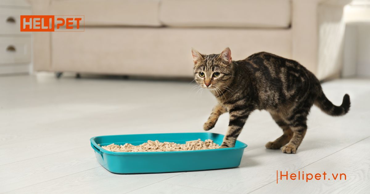cát vệ sinh cho mèo con