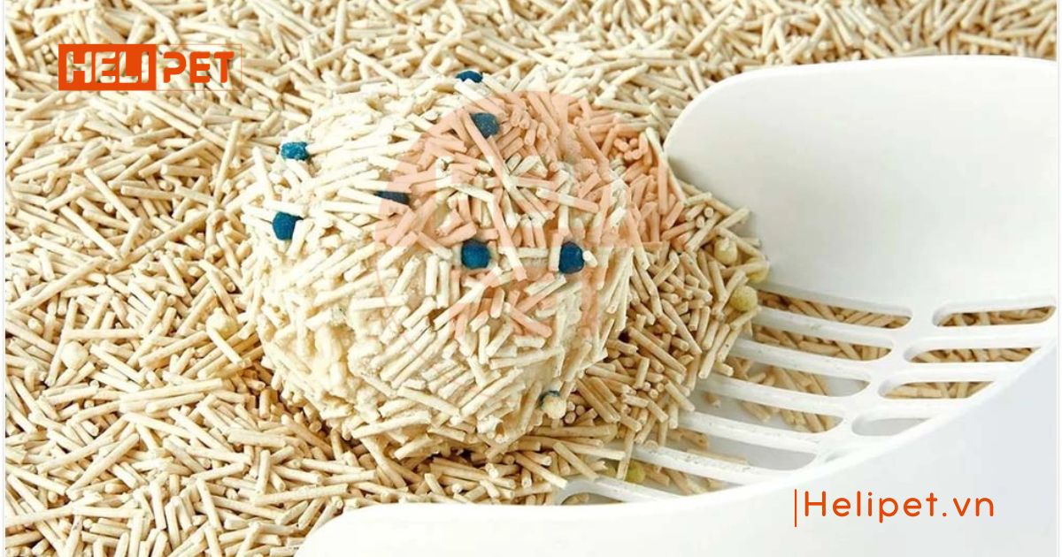 cát vệ sinh cho mèo con