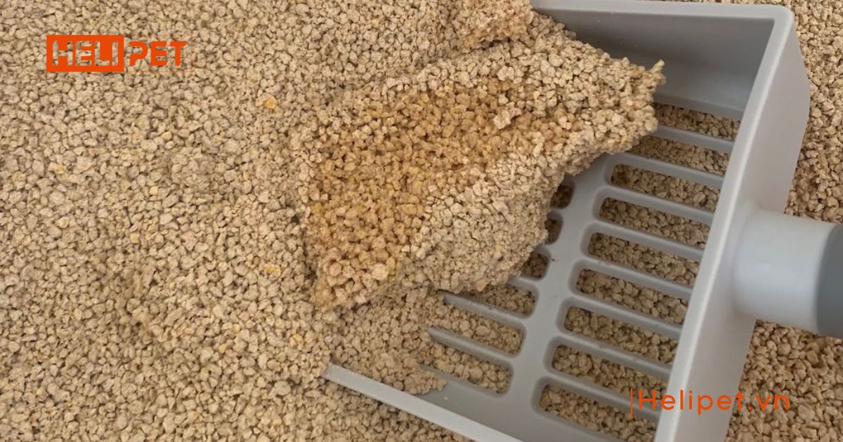 cát vệ sinh cho mèo con