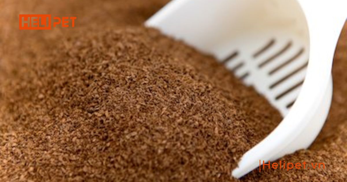 cát vệ sinh cho mèo con