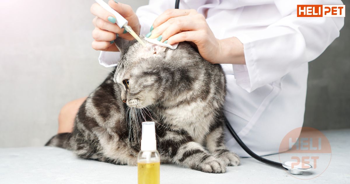 Chăm sóc mèo bị viêm tai