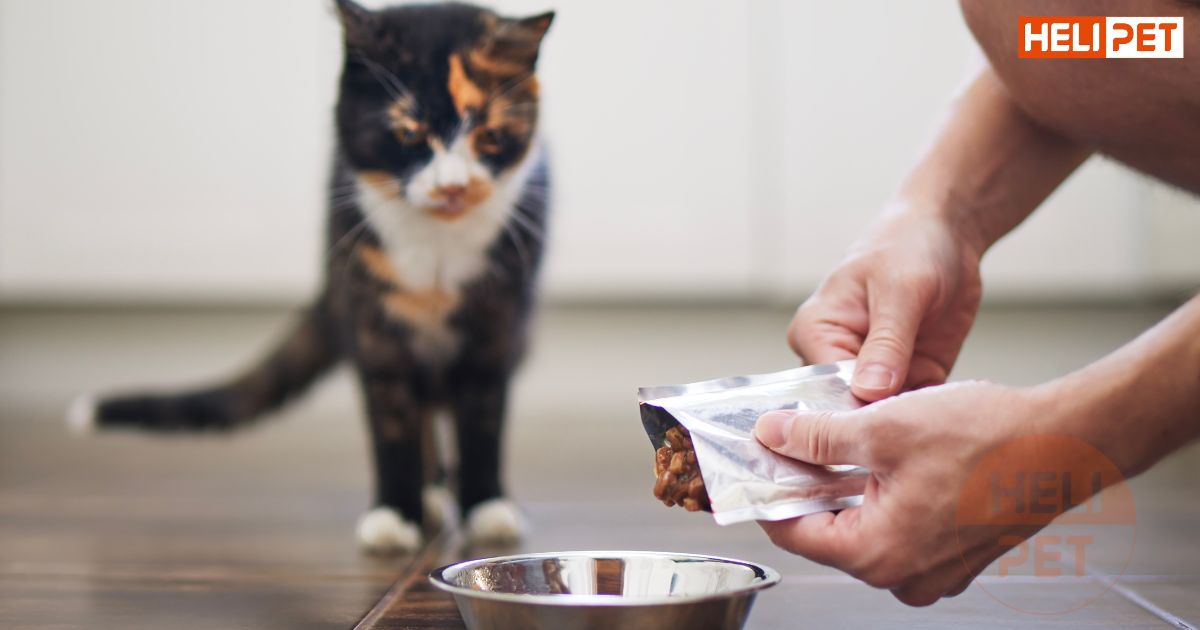 Chăm sóc mèo bị viêm tai