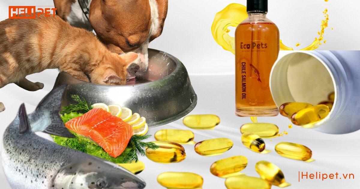 chó ăn dầu cá được không