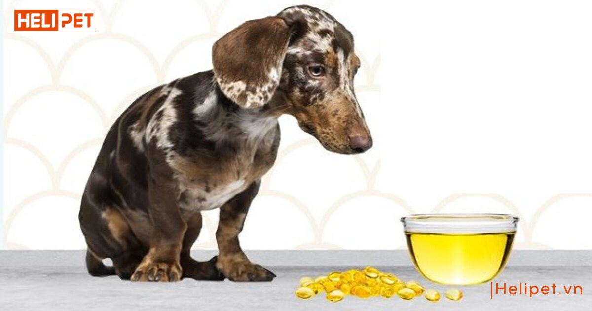 chó ăn dầu cá được không