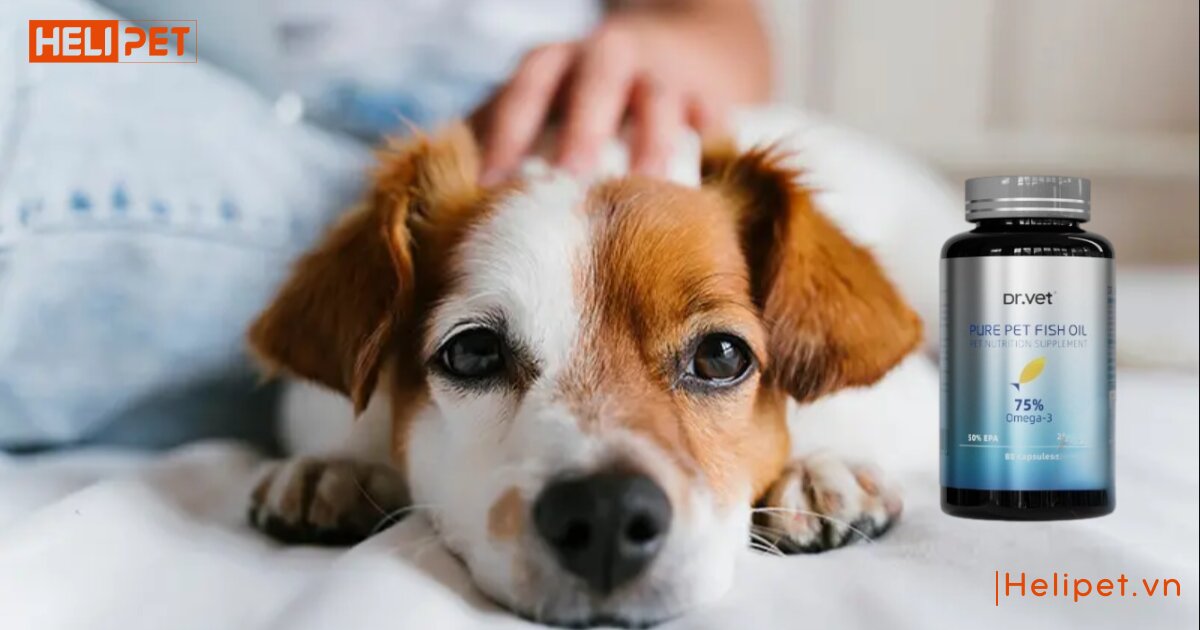 chó ăn dầu cá được không