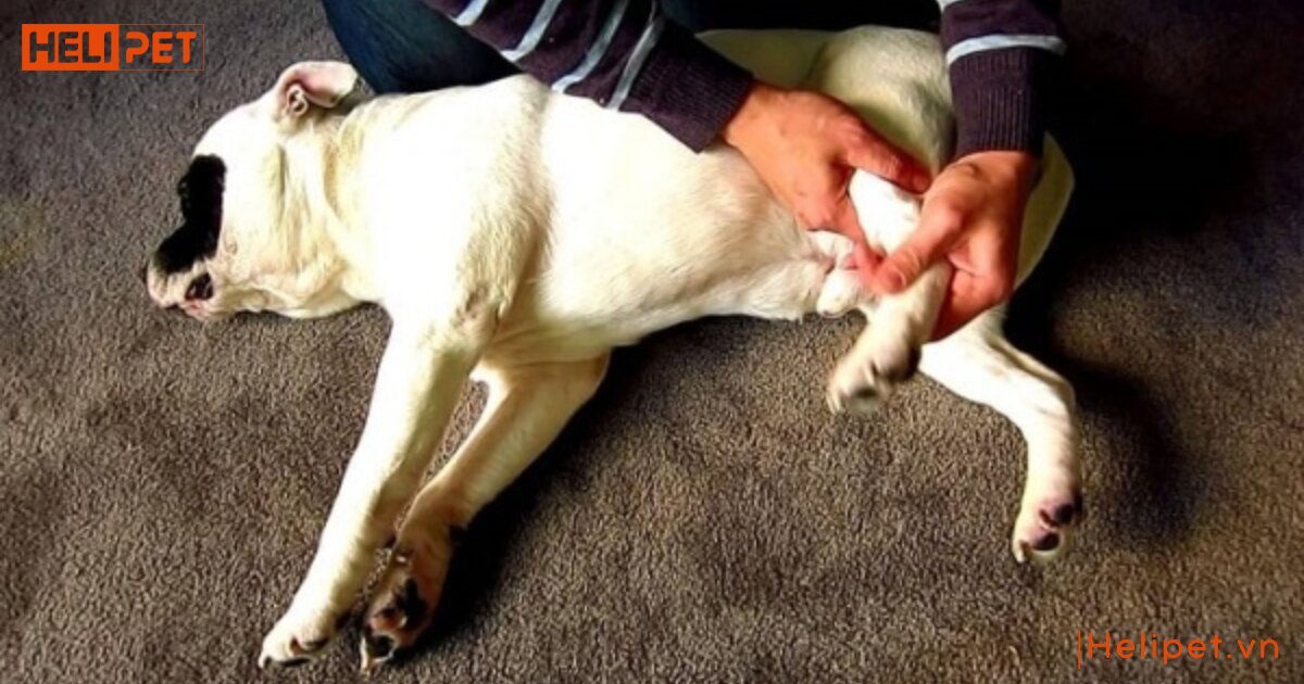 Chó bị gãy chân có tự lành được không