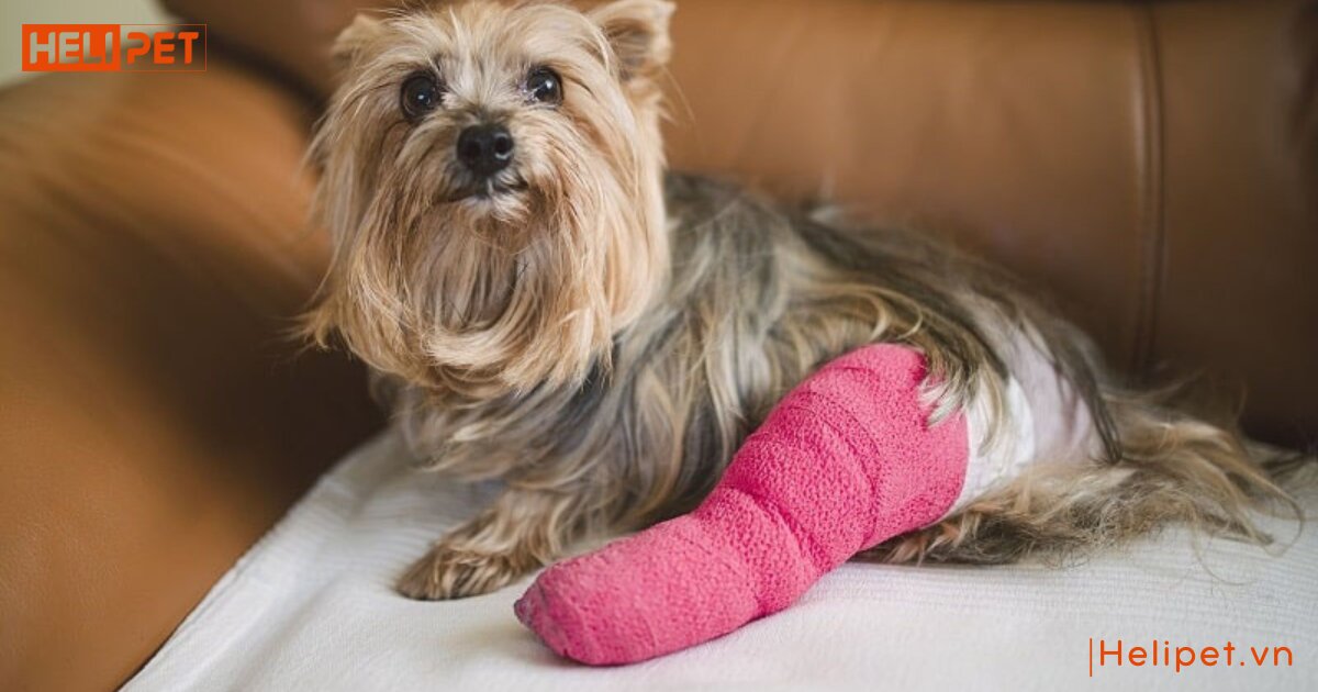 Chó bị gãy chân có tự lành được không