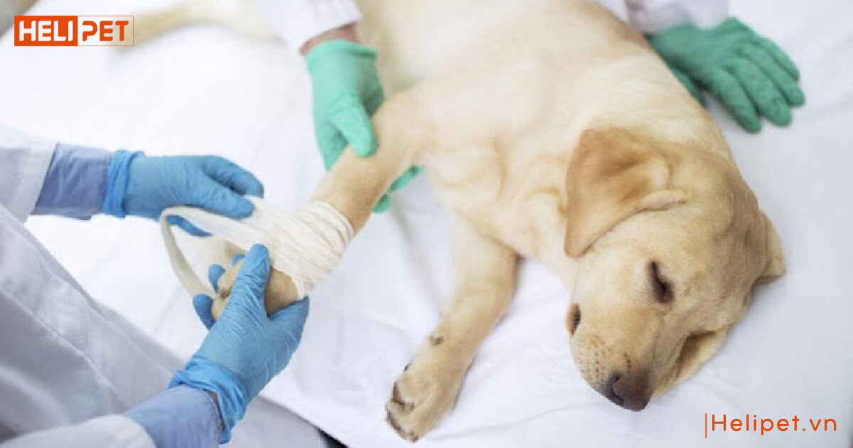 Chó bị gãy chân có tự lành được không