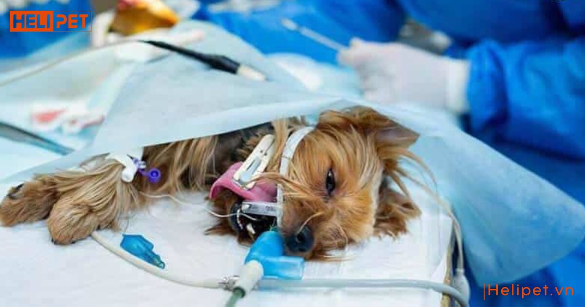 Chó bị gãy chân có tự lành được không