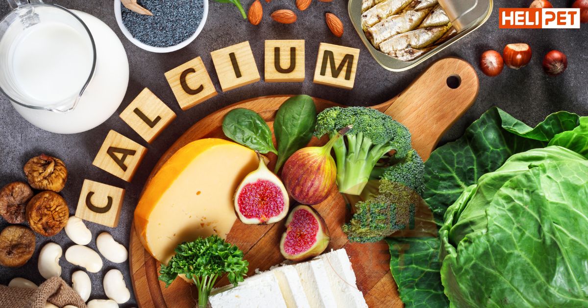 Chó bị gãy chân nên ăn gì