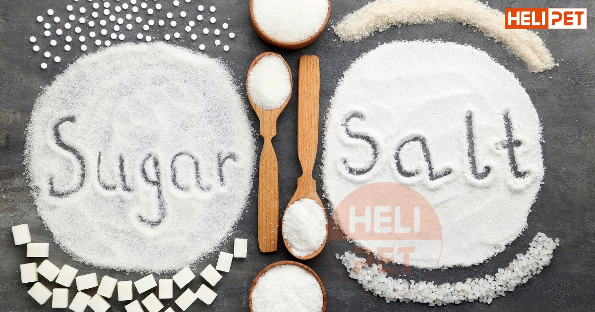 Chó bị gãy chân nên ăn gì